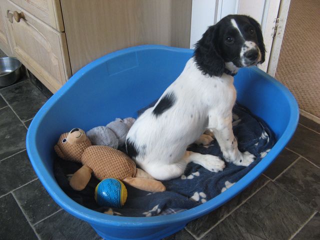 Tegid - English Springer Spaniel