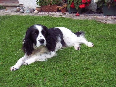Brith - English Springer Spaniel