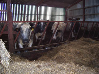 AEC Swift cab window pan &copy; J.Wilkins